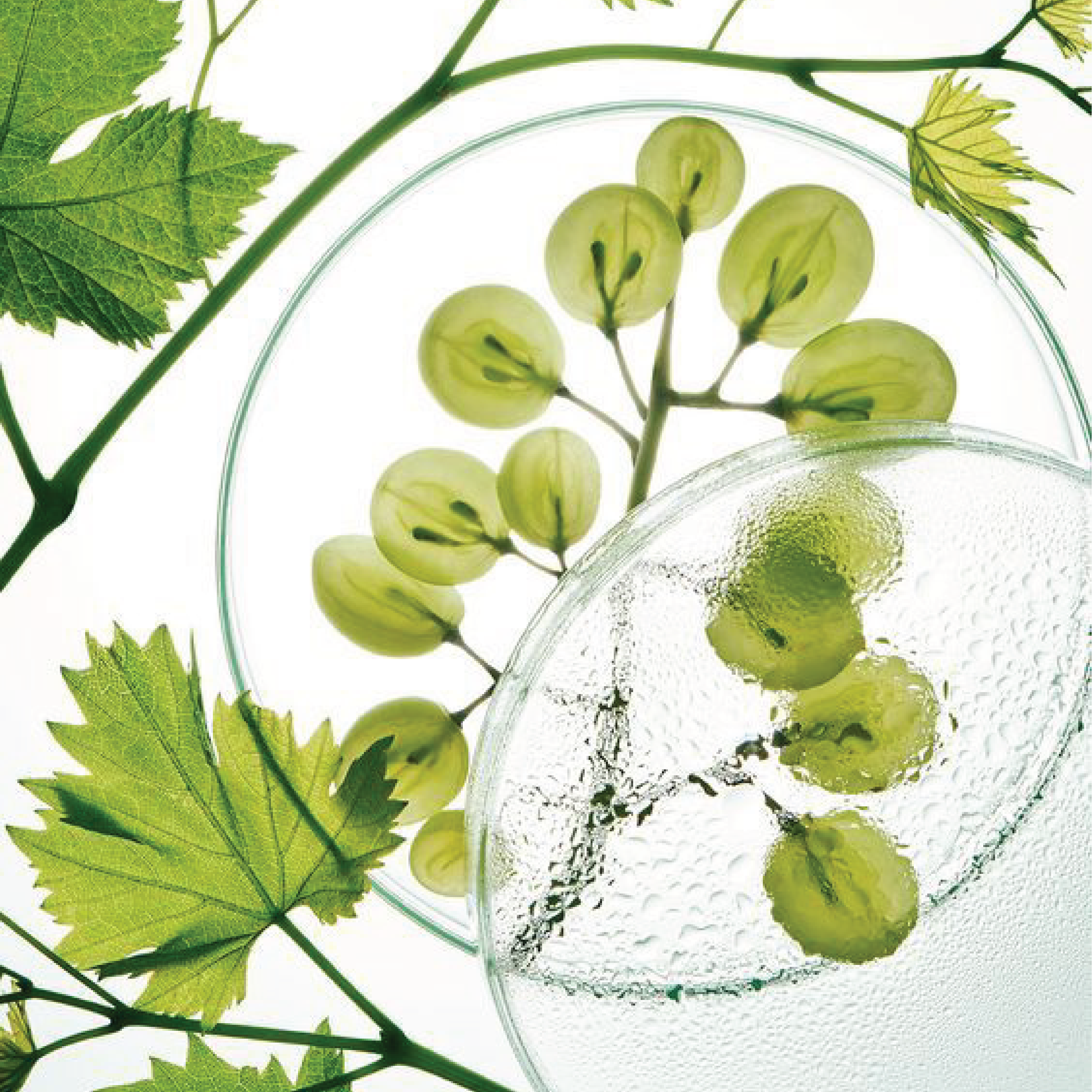 The Science of Plants 🌱