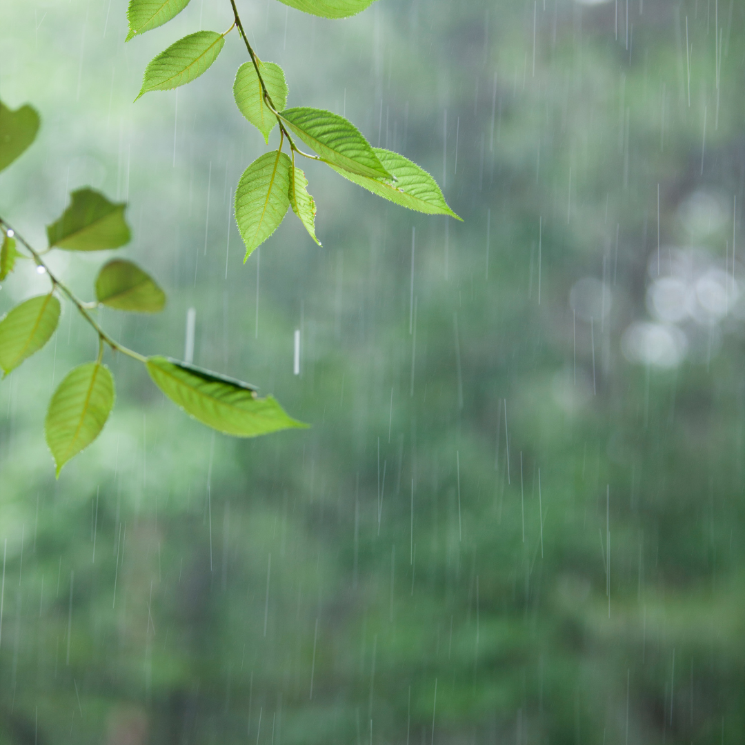 Monsoon Hair Care Tips: Embrace the Rain Without the Frizz