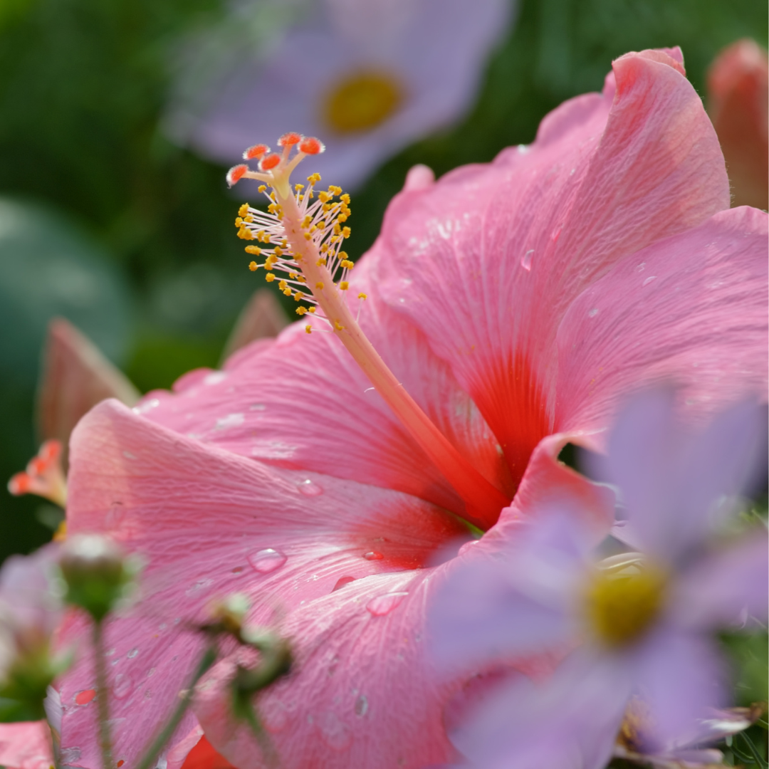 Hibiscus Is More Than Just A Pretty Flower